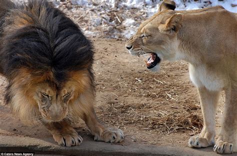 Lioness Gives Male A Real Earful After Playfight With Cubs Daily Mail
