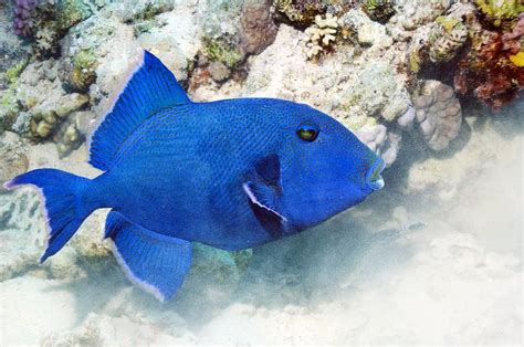 Blue Triggerfish Photograph By Georgette Douwma Fine Art America