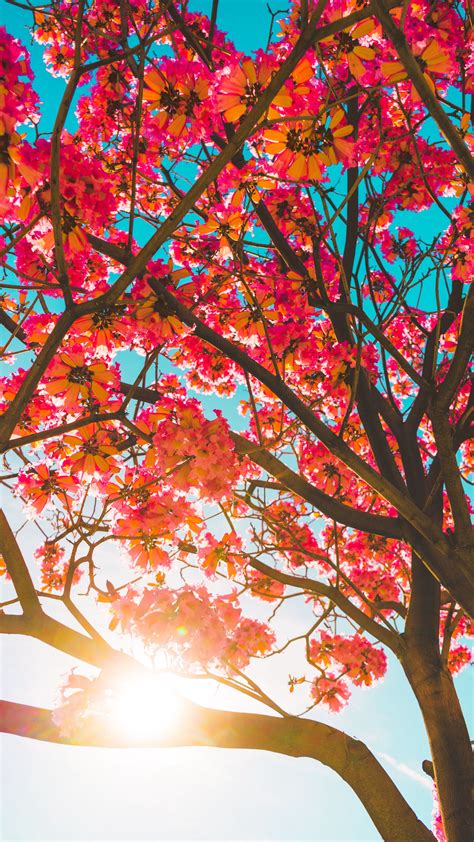 Download Wallpaper 2160x3840 Tree Flowers Sun Sunlight Branches
