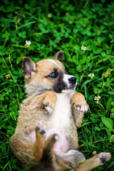 Puppies Playing On Green Grass Stock Image Image Of Domestic Friend 150889559