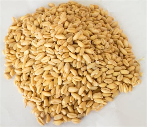 Germinated Brown Rice Or Gaba Rice Medicinal Properties Stock Image