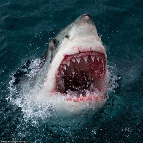 The Jaws Of Death Close Ups Of A Great White Shark Show Why It Isnt