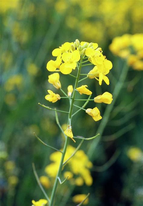 Brassica Nigra Photograph By G Newportscience Photo Library Fine