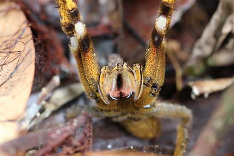 Brazilian Wandering Spider Project Noah