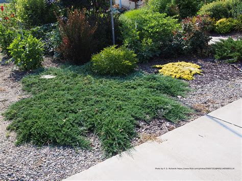 Blue Rug Juniper Plant Addicts