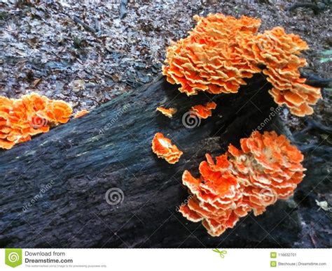 A Blossom Of Orange Mushrooms On A Log In Ohio Usa Stock