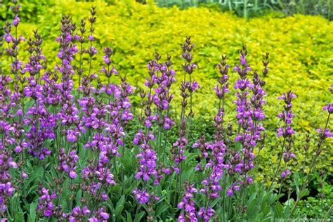 Salvias Summer Dry Celebrate Plants In Summer Dry Gardens