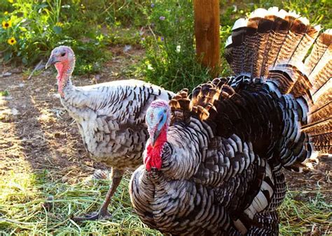 The 7 Best Turkey Breed For Profitable Farm Business