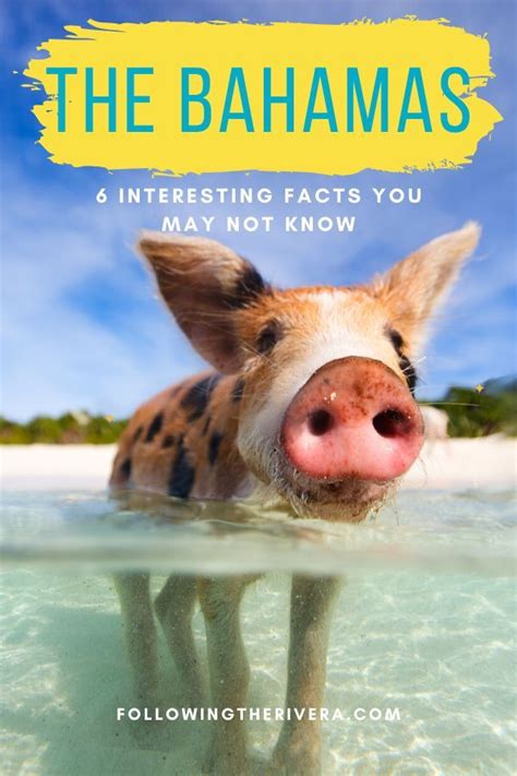 A Pig Swimming In The Ocean With Text Overlay Saying Visit Les Badamas