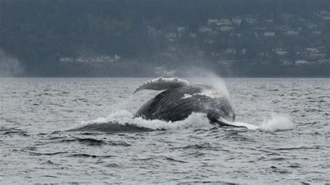 Whales Come To Play On Puget Sound Photo 13
