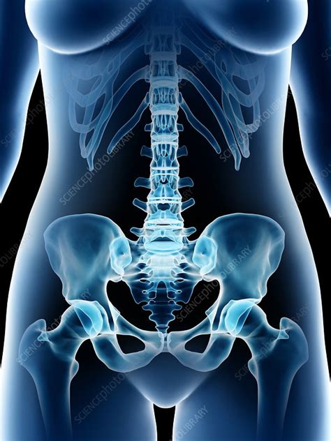 Female Pelvic Bones Illustration Stock Image F Science