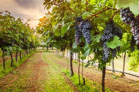 Growing Grapes Varieties Planting Guide Care Diseases And Harvest