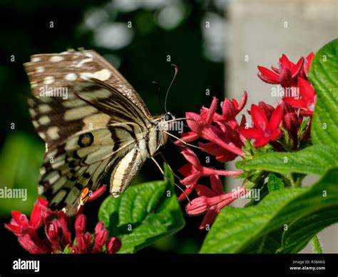 At The Bribie Island Butterfly House Stock Photo Alamy