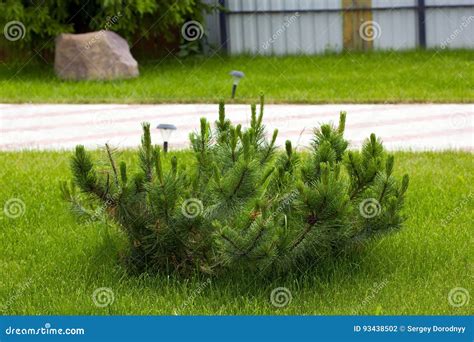 Pine Bush On The Lawn Stock Photo Image Of Landscape 93438502