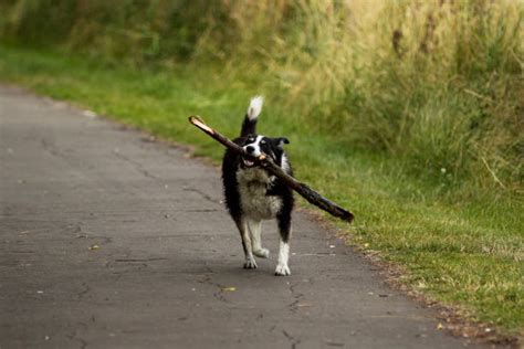 40 Dog Carrying Big Stick Stock Photos Pictures And Royalty Free Images