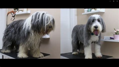 Dog Grooming How To Groom A Bearded Collie Youtube