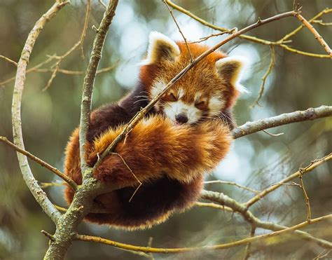 Hd Wallpaper Red Panda On Trunk Of Tree Little Panda Cute Bamboo