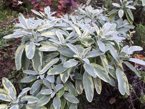 Variegated Sage You Can Grow That Pegplant