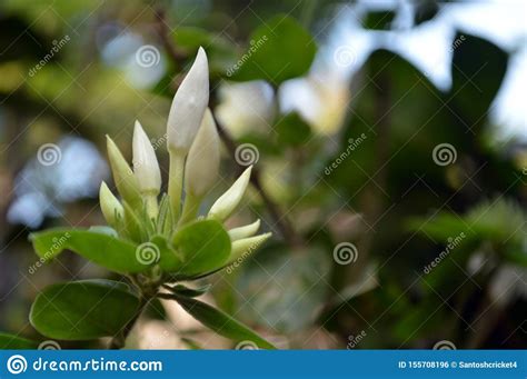 Beautiful White Flower Bud Welcoming Sun Stock Photo Image Of