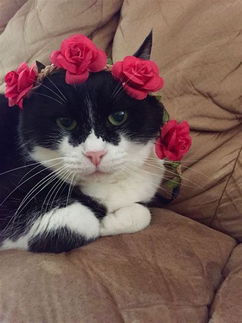 Cat With Flower Crown Cute Cats And Kittens Crazy Cats White Cats