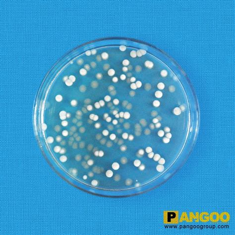 The yeast form are buds, while in the hyphal form the cell starts growing in a single direction and becomes very long (causing the pathogenicity). Yeast Good Quality Reasonable Price - PANGOO