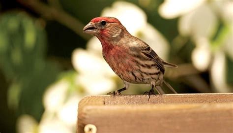 All About Finches And How To Attract Them Wild Birds Unlimited Wild