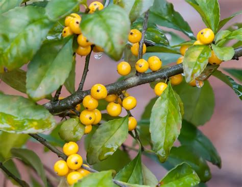 Golden Berry Hollies Dazzling In The Winter Landscape Caes Newswire