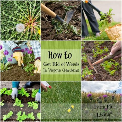 How To Get Rid Of Weeds In Vegetable Gardens Farm Fit Living