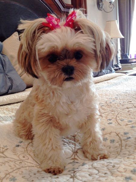 Full Grown Shih Tzu Yorkie Mix Shorkie Shiz Tzuyorkie Mix