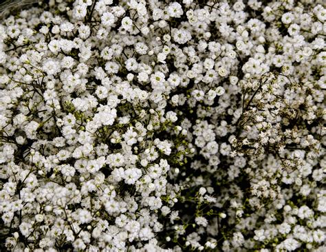 Babys Breath Free Stock Photo Public Domain Pictures