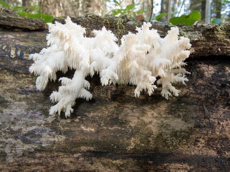 Delicious Edible White Mushroom Coral Hericium Stock Photo Image Of Fungus Fall 25759844