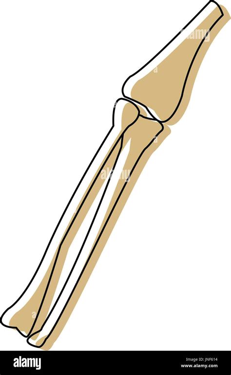 Leg Bones Tibia And Fibula Medicine Anatomy Body Stock Vector Image