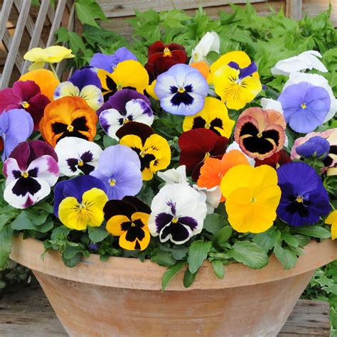 Pansy Matrix Mixed Autumn And Winter Flowering Tray Of 40 Plug Plants