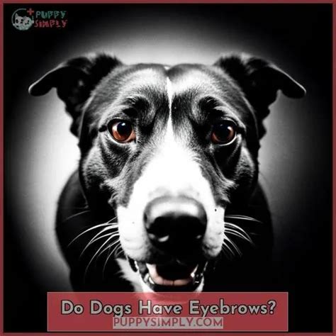 Do Dogs Have Eyelashes And Eyebrows Find Out Here