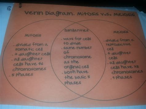 Poem About Mitosis And Meiosis My XXX Hot Girl