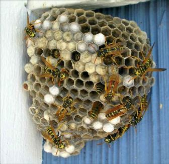 wasp exterminator    bee man