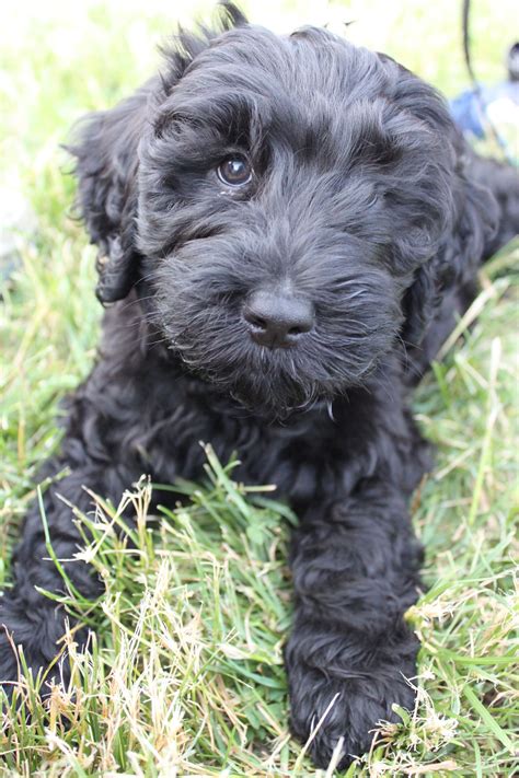 Barbet Puppy Dogs Puppy Time Rare Dogs