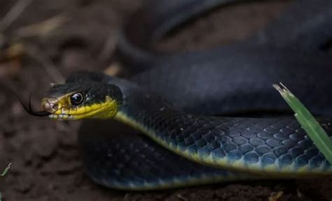 Beautiful Blue Racer Snake Snake Snake Facts Pet Snake