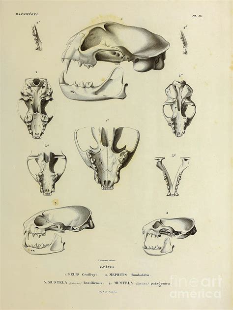 Mammal Skulls From South America U1 Photograph By Historic