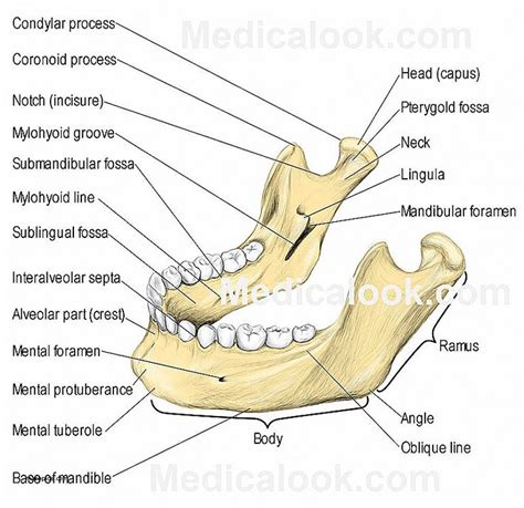Jaw Bone Structure Diagram Mandibular Jaw Anatomy Jaw Anatomy Mandible
