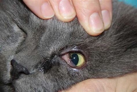 Почему у кота появляются красные глаза и гной причины и лечение