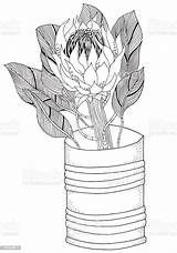 Protea sketch template