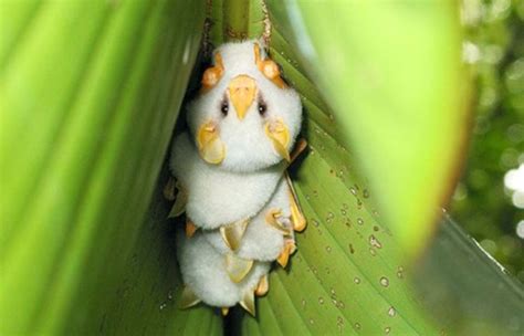 Nine Weird Animals That Are Surprisingly Cute I Can Has Cheezburger