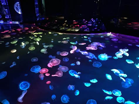 Sumida Aquariums New Jellyfish Chamber Is The Dreamiest Place In Tokyo