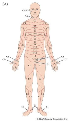 Myotomes Dermatomes And Reflexes Flashcards Quizlet