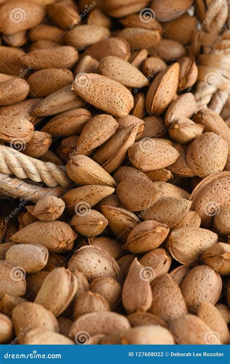 Almonds In Their Shells Healthy Organic Almonds Stock Photo Image Of