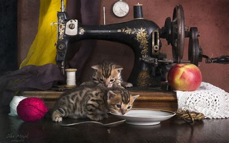 Kittens Next To Vintage Sewing Machine Hd Wallpaper