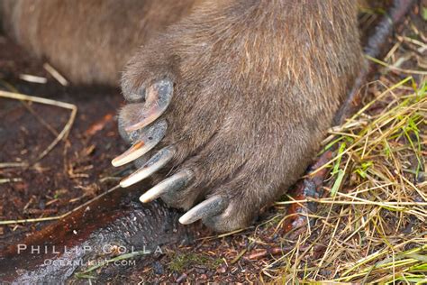 Brown Bear Paw And Claws Ursus Arctos Photo Brooks River Katmai