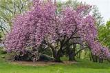 Kwanzan Flowering Cherry Tree For Sale Images