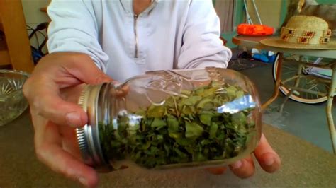 It is often used in the form of leaf powder. A Simple Method Of Drying Moringa Leaves - YouTube